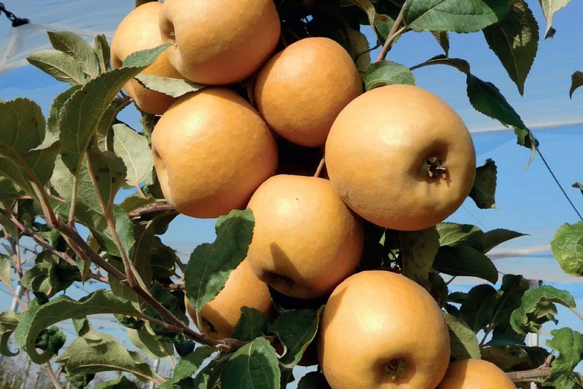 Mele della varietà Dora®